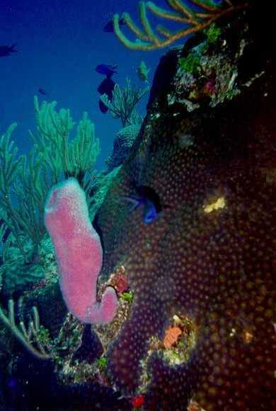 Plate Coral with Sponge