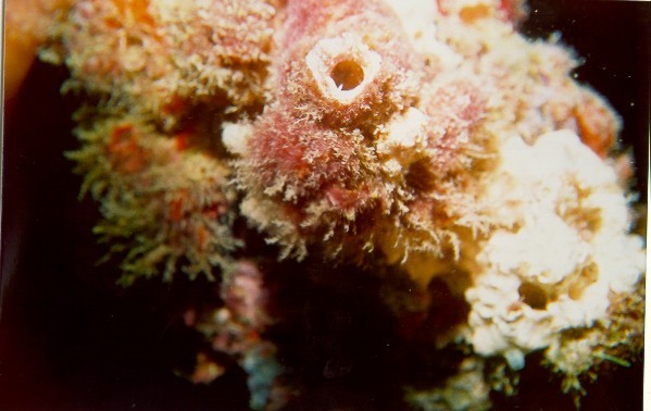 Coral